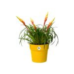 b.for original round 25cm ochre